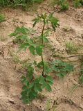 Thalictrum flavum