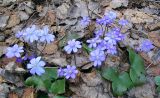 Hepatica nobilis. Цветущие растения. Псковская область, д. Вышегород. Начало мая 2004 г.