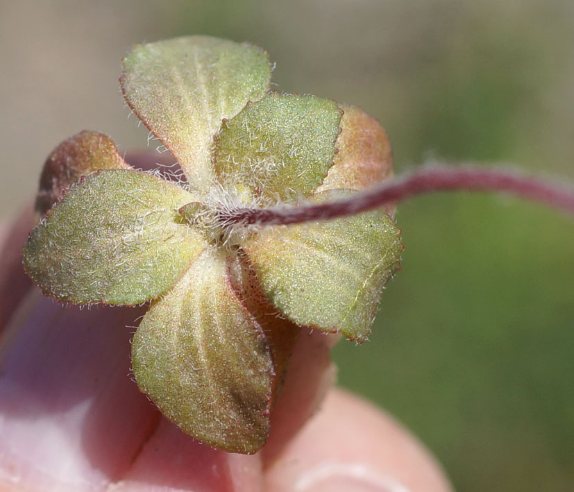 Image of Androsace maxima specimen.