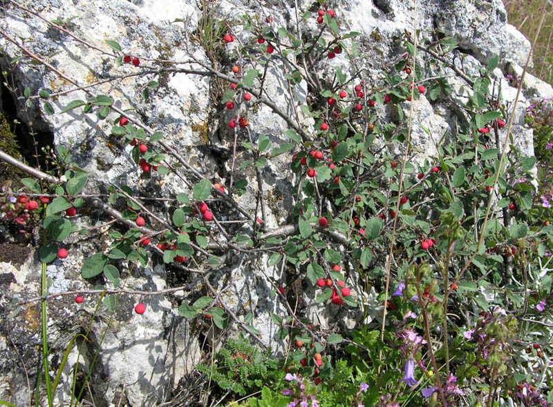 Image of Cotoneaster integerrimus specimen.