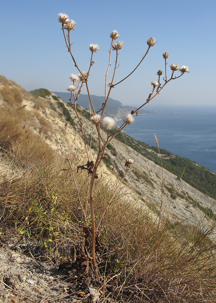 Image of Crepis rhoeadifolia specimen.