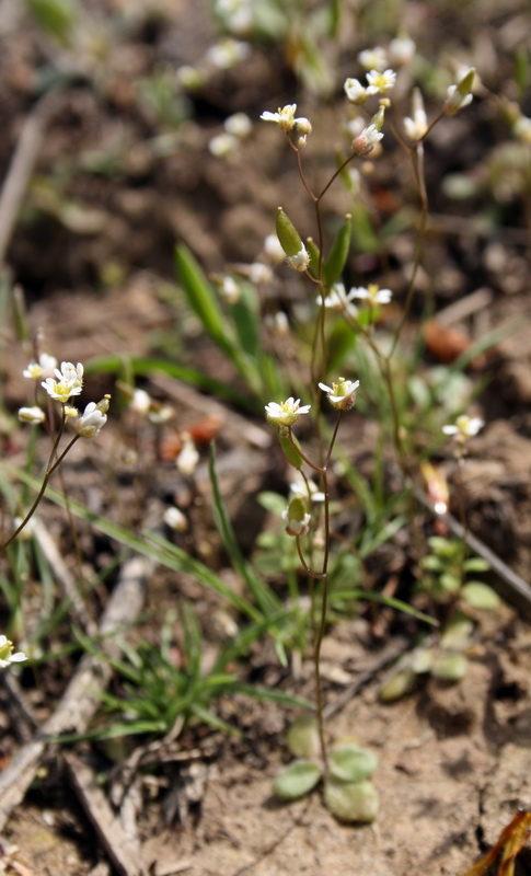 Image of Erophila verna specimen.