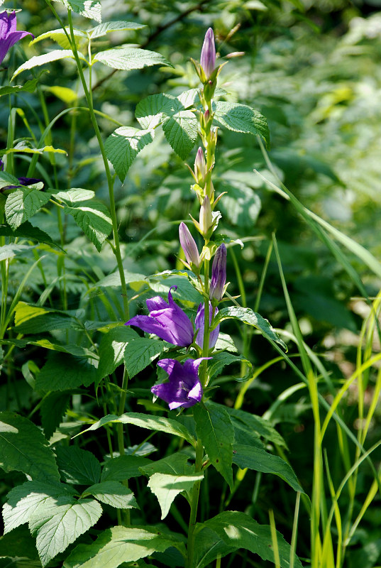 Изображение особи Campanula latifolia.