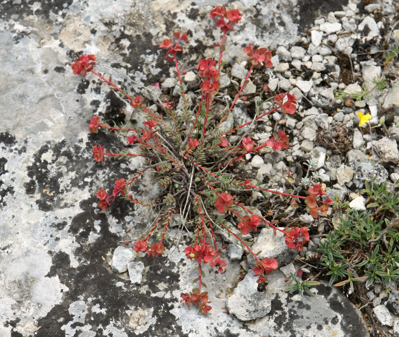 Изображение особи Euphorbia petrophila.