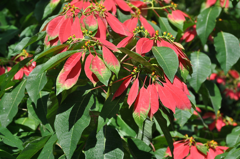 Изображение особи Euphorbia pulcherrima.