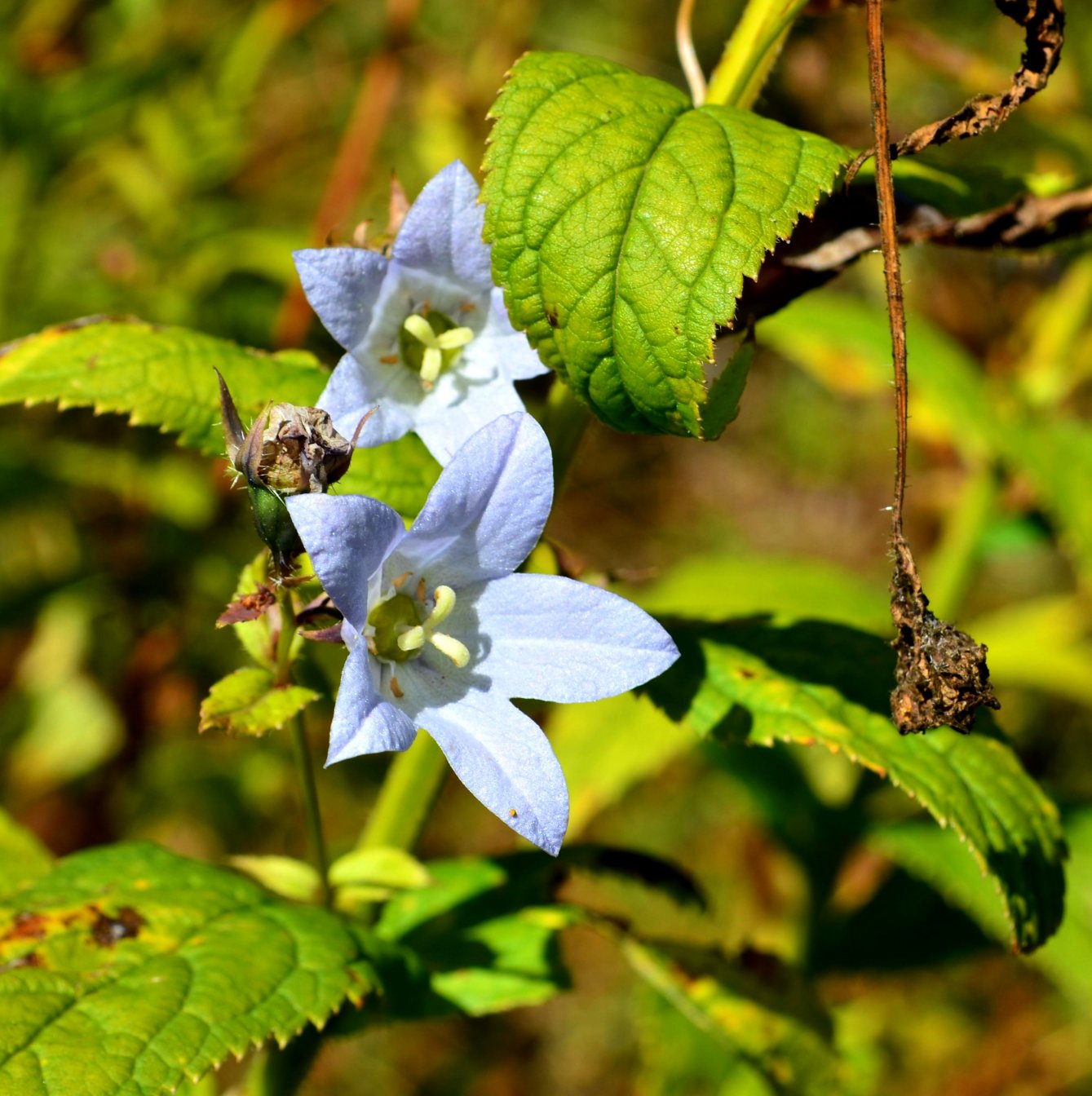 Image of Gadellia lactiflora specimen.