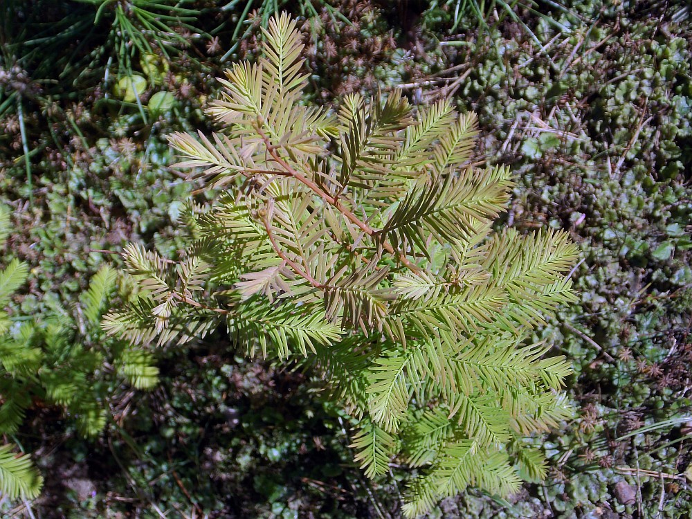 Изображение особи Taxodium distichum.