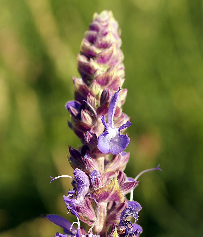 Image of Salvia deserta specimen.