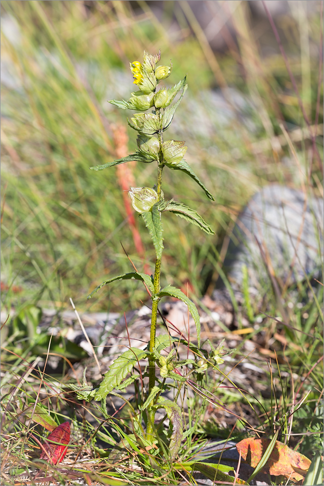 Изображение особи Rhinanthus minor.