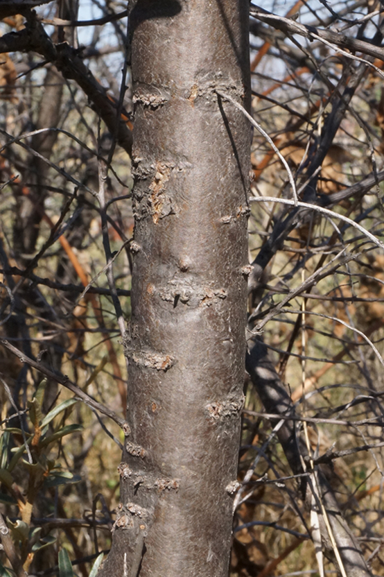 Image of Hippophae rhamnoides specimen.