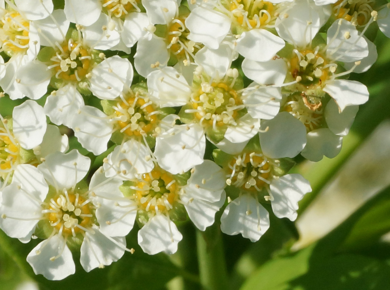 Image of Spiraea media specimen.