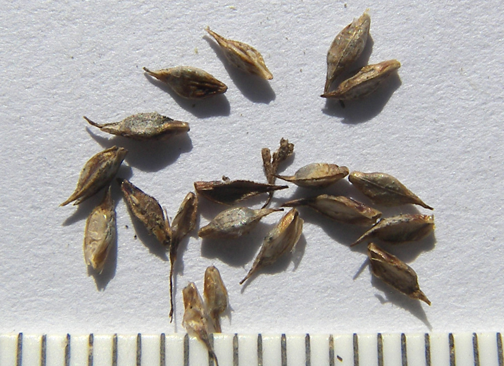 Image of Carex capillaris specimen.