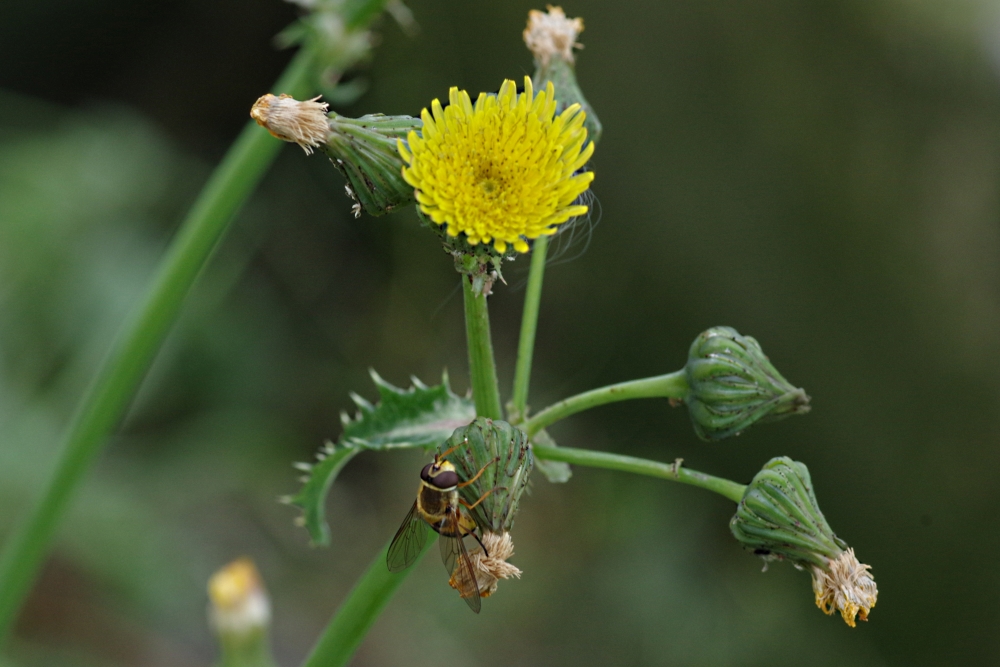 Image of Sonchus asper specimen.