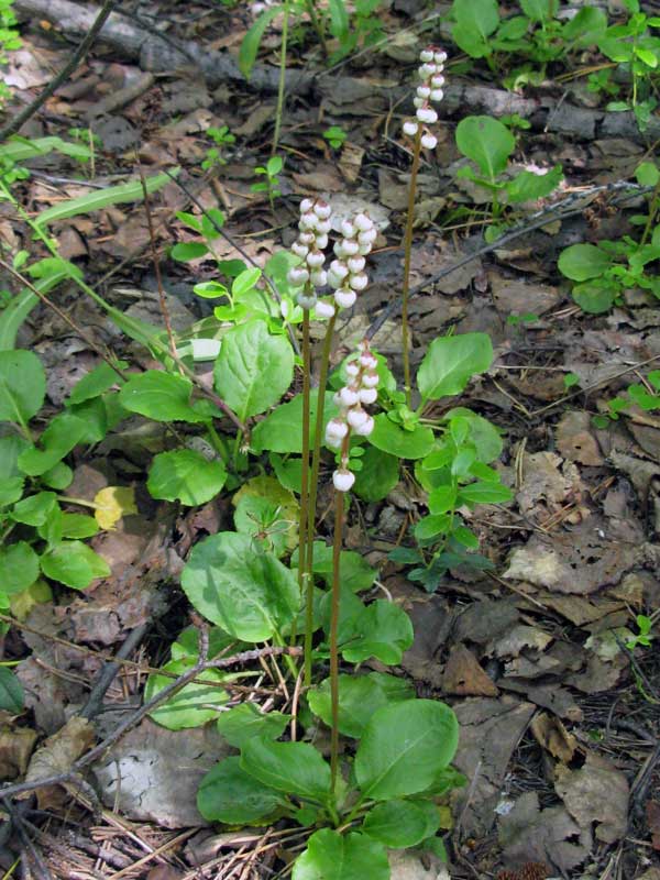 Image of Pyrola minor specimen.