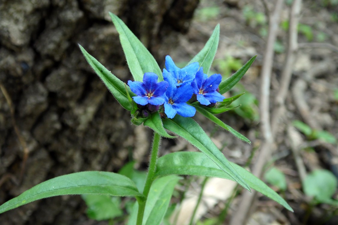 Image of Aegonychon purpureocaeruleum specimen.