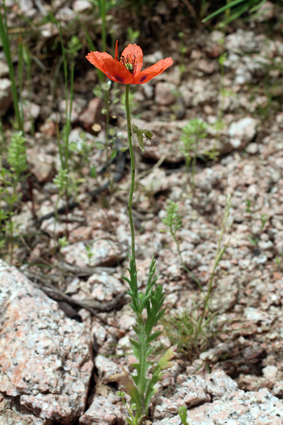 Image of Papaver litwinowii specimen.