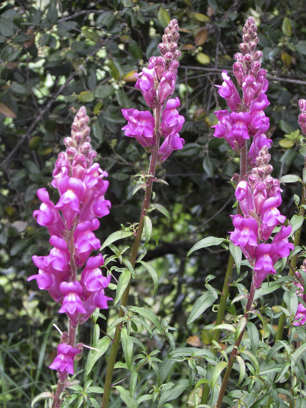 Изображение особи Antirrhinum majus.