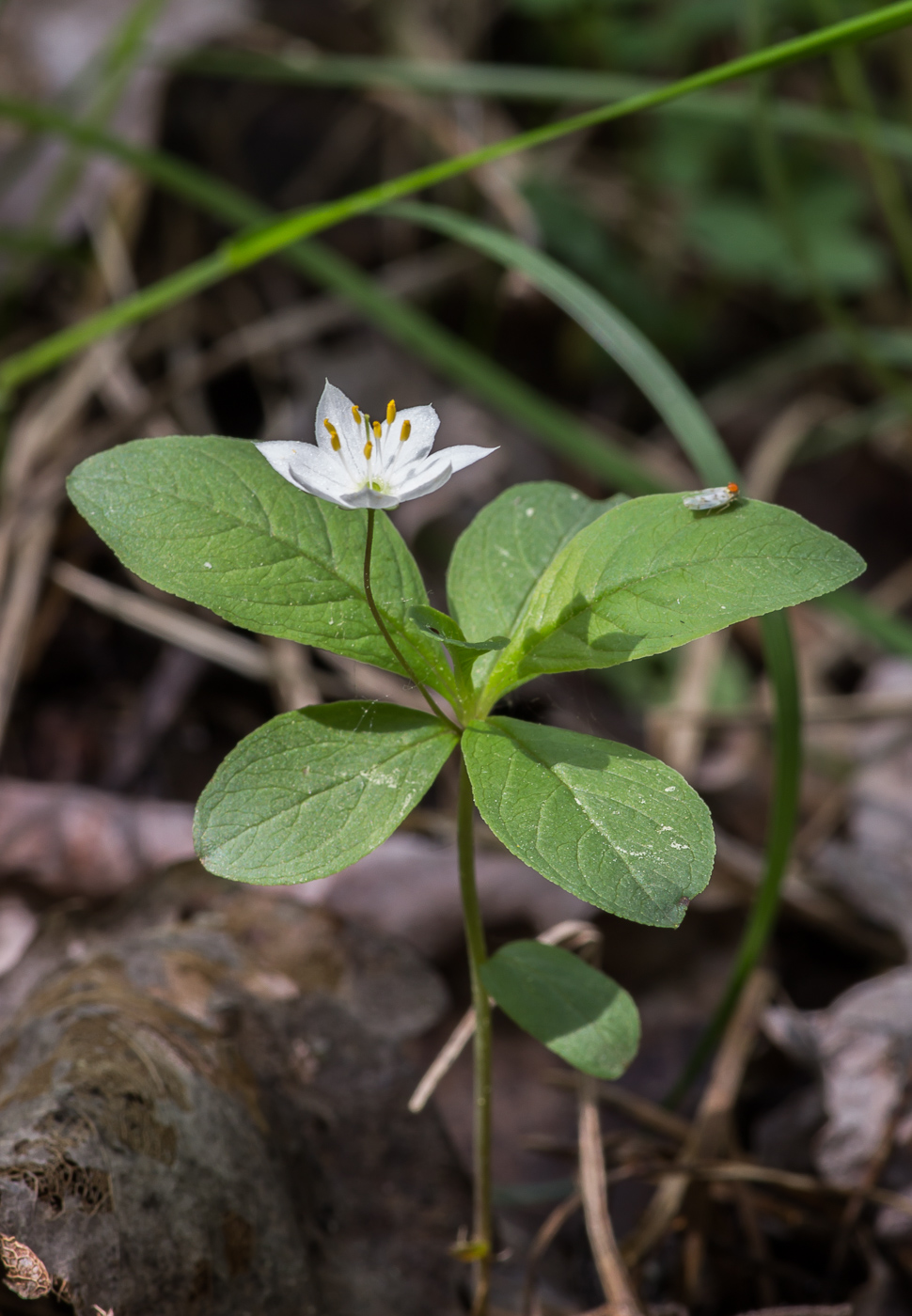 Image of Trientalis europaea specimen.