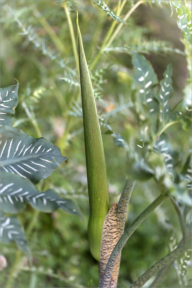 Image of Dracunculus vulgaris specimen.