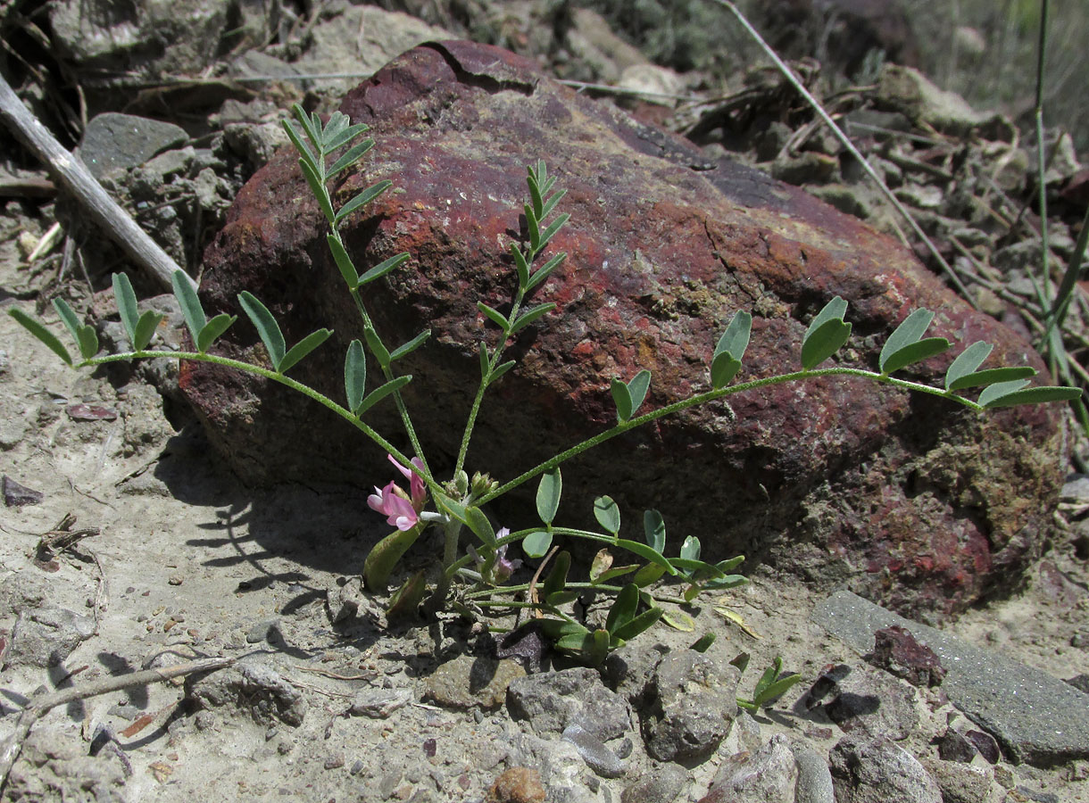 Image of Astragalus oxyglottis specimen.