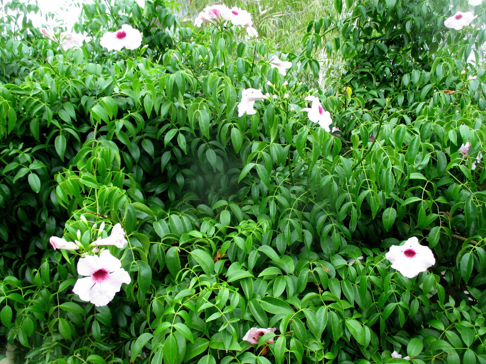 Image of Pandorea jasminoides specimen.