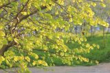 Tilia europaea