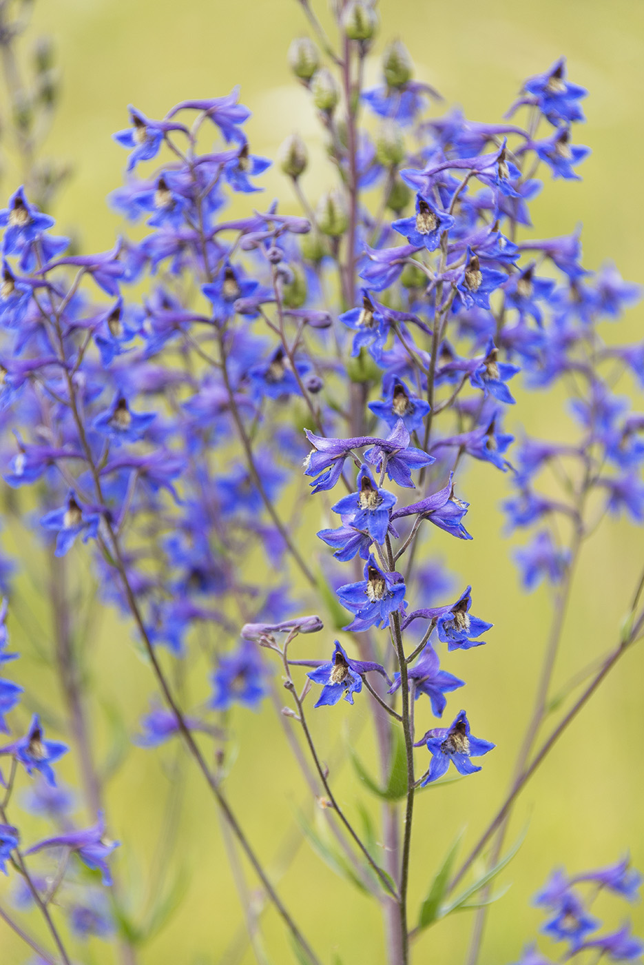 Image of Delphinium cuneatum specimen.