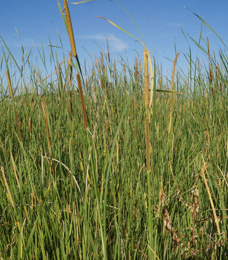 Изображение особи Typha angustifolia.