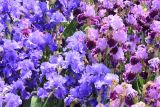 Iris × hybrida. Цветки. Южный берег Крыма, Никитский ботанический сад, выставка ирисов. 15 мая 2014 г.