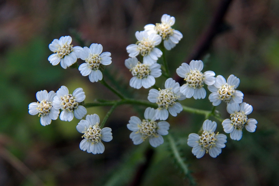 Image of genus Achillea specimen.