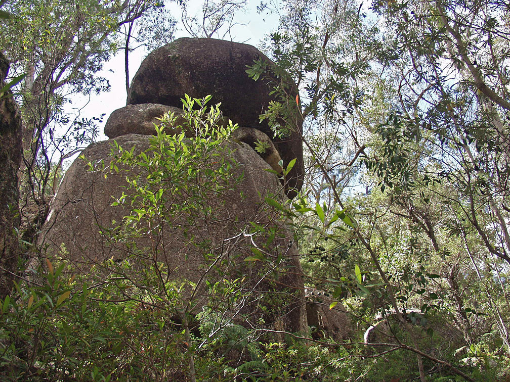 Image of Elaeocarpus reticulatus specimen.