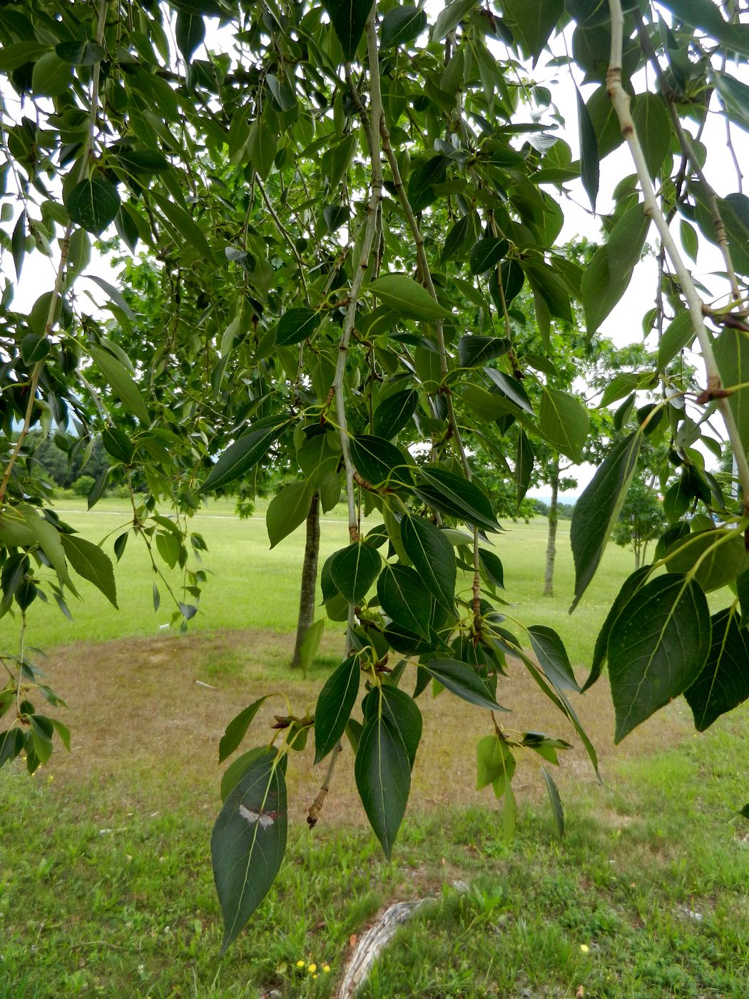 Image of genus Populus specimen.