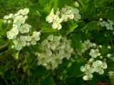 Crataegus monogyna. Побег с соцветиями. Украина, Одесская обл., Ивановский р-н., окр. пгт. Ивановка. Ракушечниковый склон в балке. 12.05.2007.