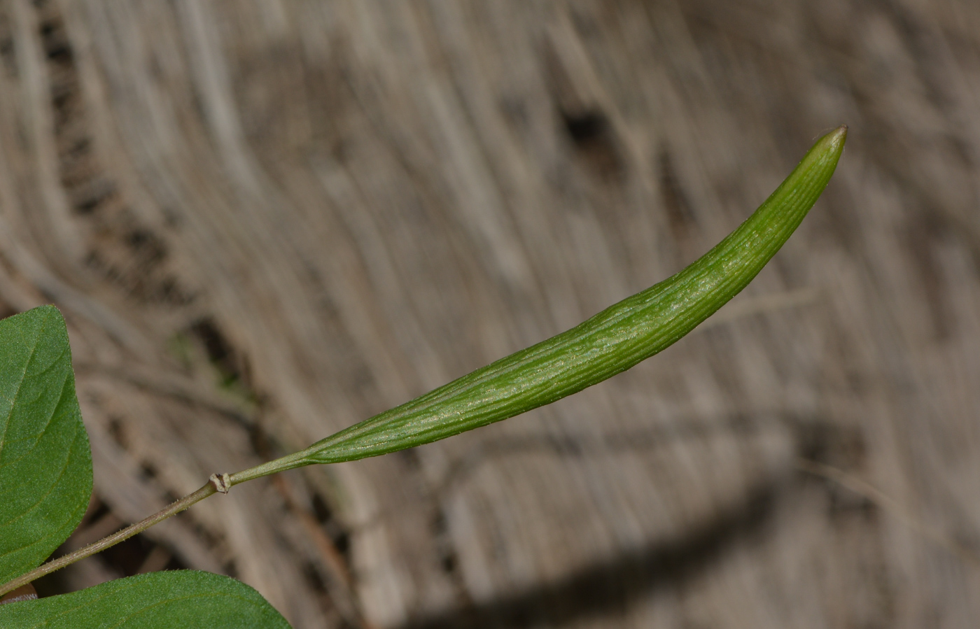 Image of Cleome rutidosperma specimen.