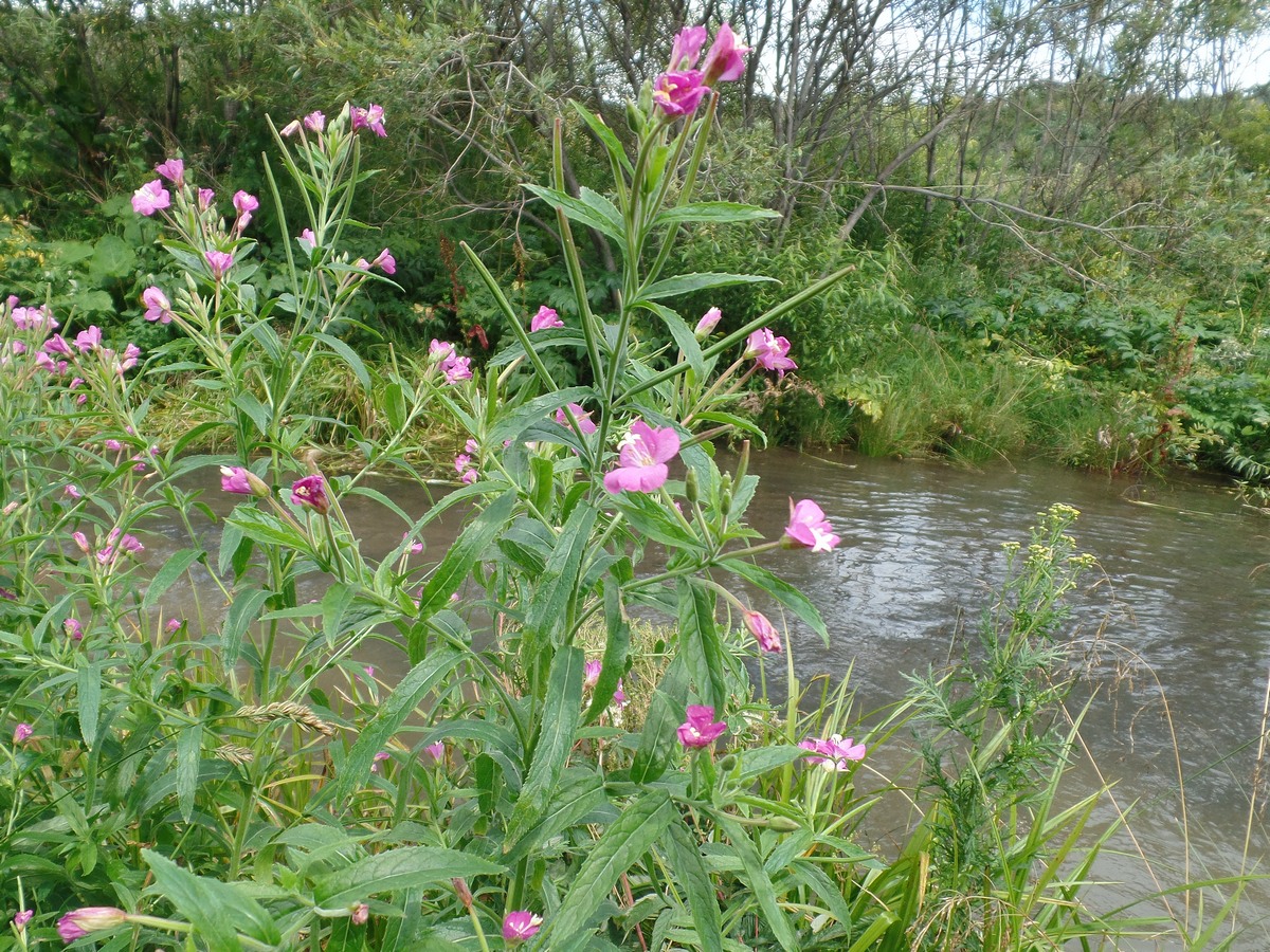 Image of Epilobium hirsutum specimen.