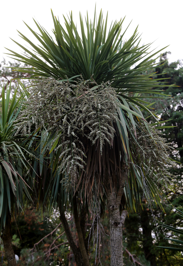 Image of Cordyline australis specimen.