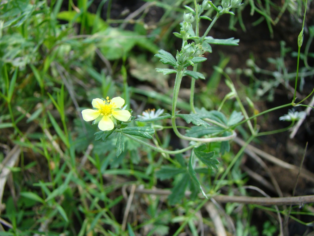 Image of Potentilla argentea specimen.