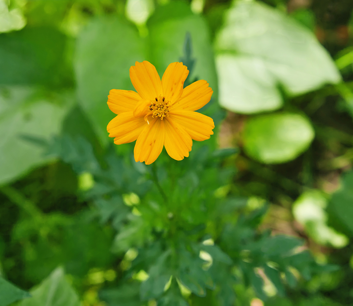 Image of Cosmos sulphureus specimen.