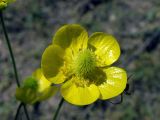 Ranunculus komarovii