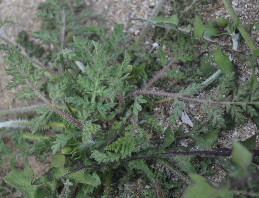 Image of Papaver nigrotinctum specimen.