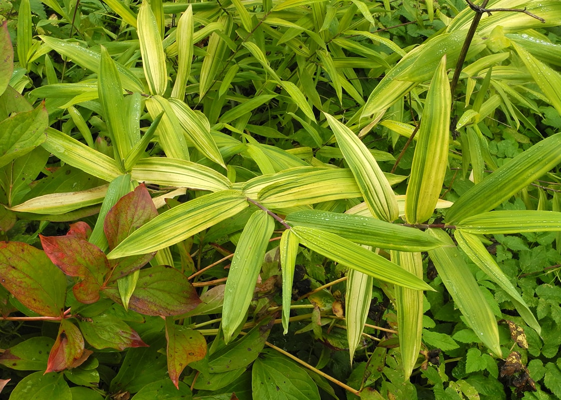 Image of Pleioblastus viridi-striatus specimen.