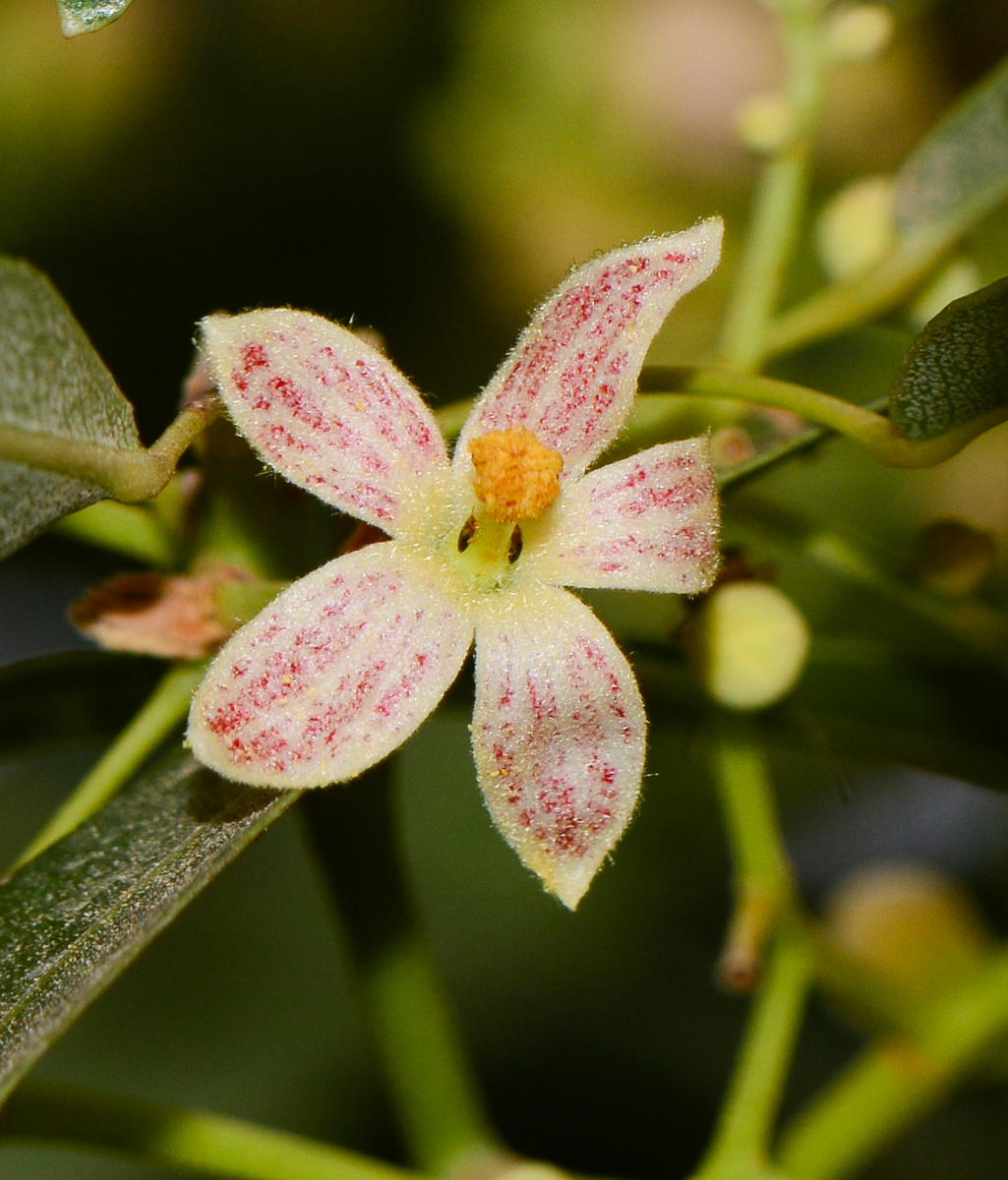 Изображение особи Brachychiton rupestris.