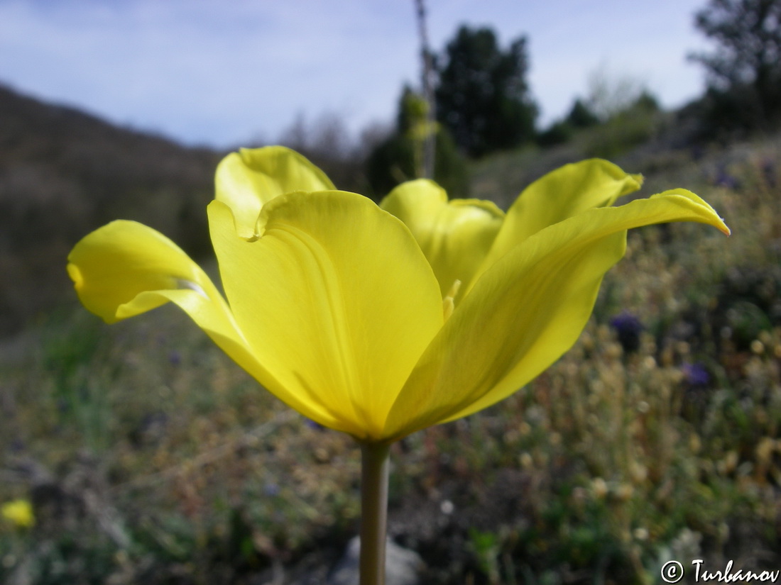 Изображение особи Tulipa suaveolens.