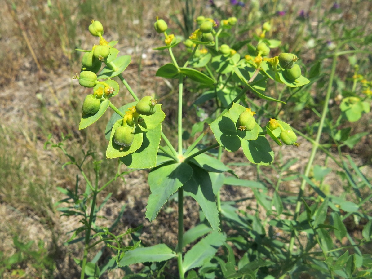 Изображение особи Euphorbia serrata.