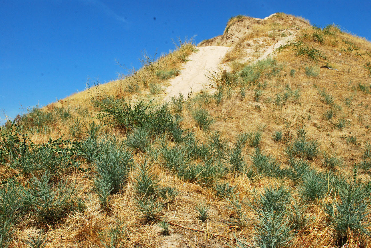 Image of Goebelia pachycarpa specimen.