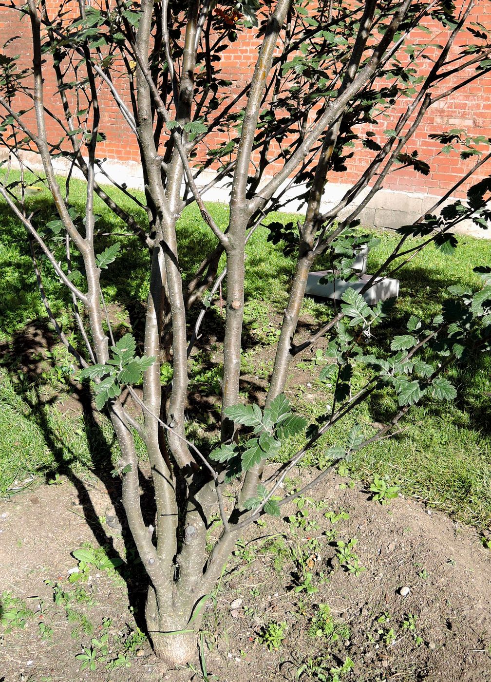 Image of Sorbus hybrida specimen.