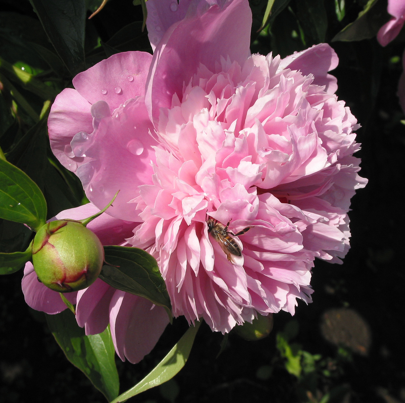 Image of Paeonia lactiflora specimen.