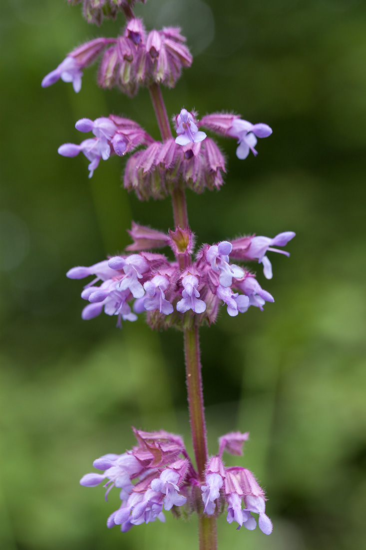 Image of Salvia verticillata specimen.