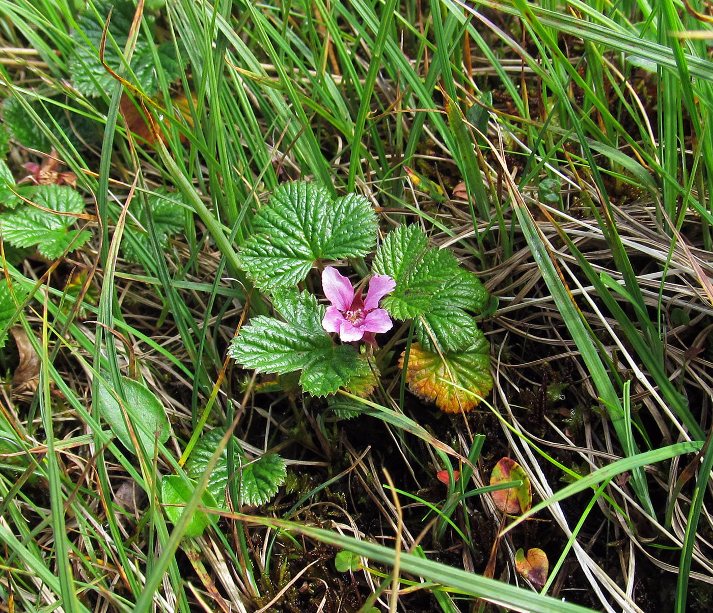 Image of Rubus stellatus specimen.