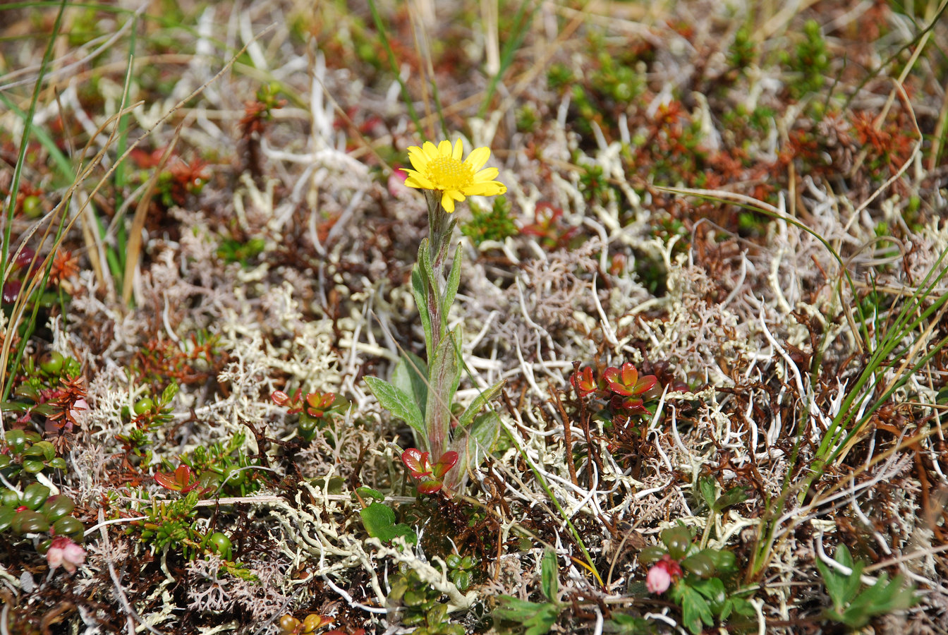 Image of Tephroseris frigida specimen.